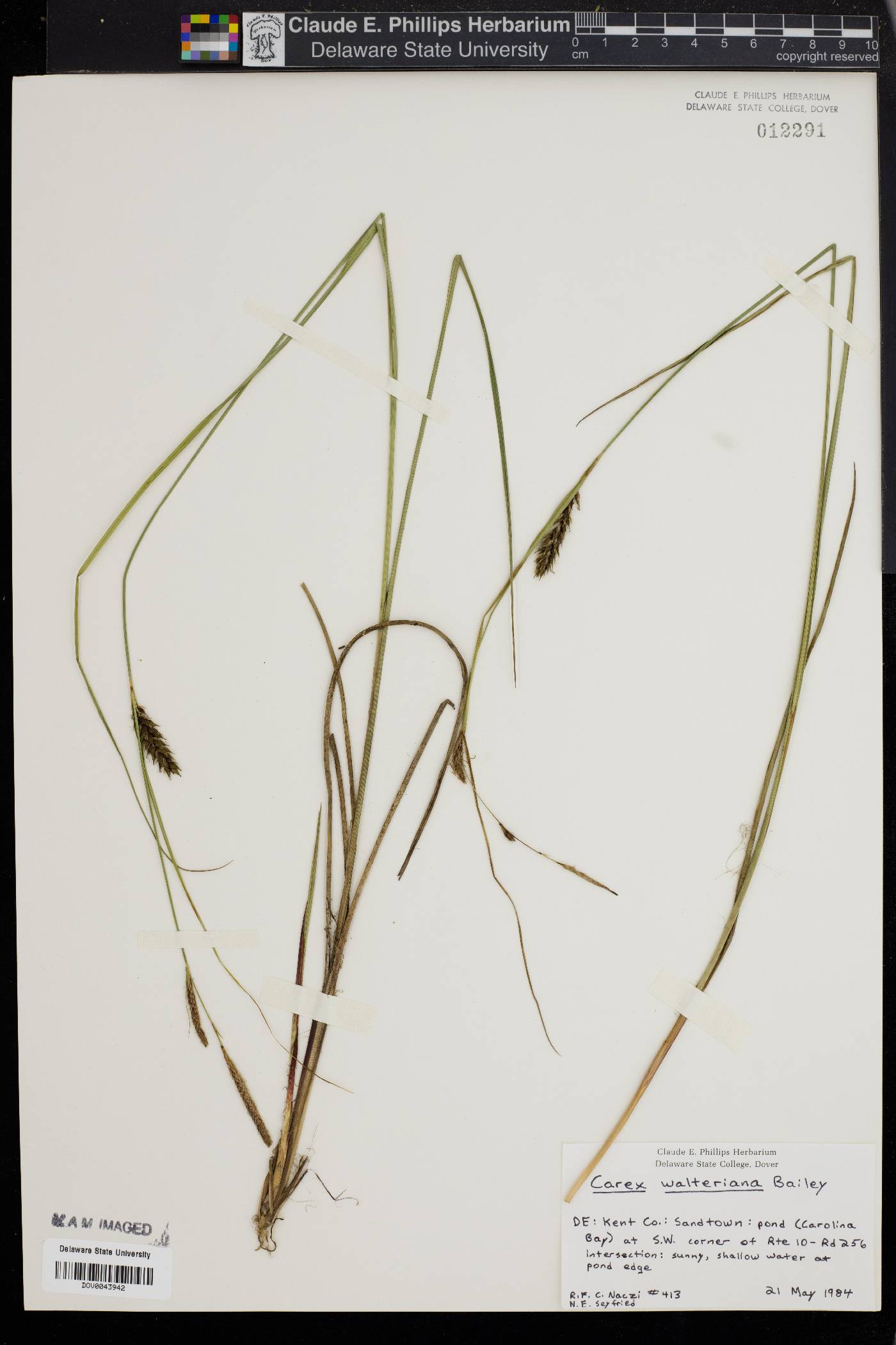 Carex striata image
