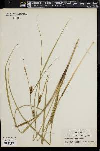 Carex striata image