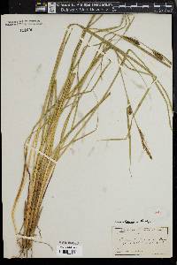 Carex striata image