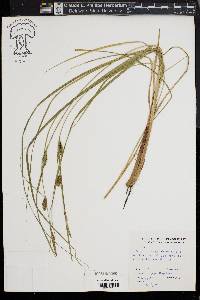 Carex striata image