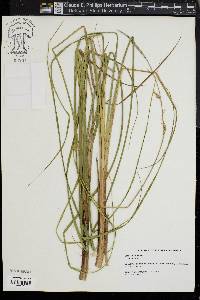 Carex striata image