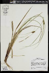 Carex striata image