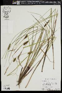 Carex striata image