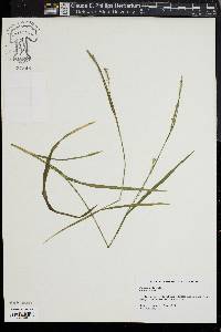 Carex striata image