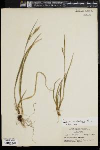 Carex striata image