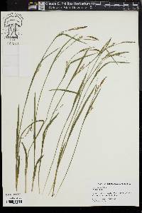 Carex striata image