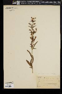 Lysimachia lanceolata image