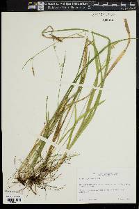 Carex styloflexa image