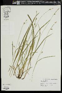 Carex styloflexa image