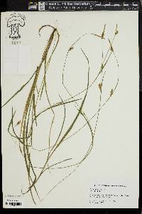 Carex styloflexa image