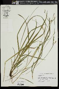 Carex styloflexa image