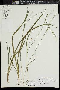 Carex styloflexa image