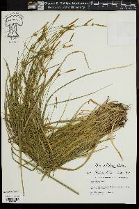 Carex styloflexa image