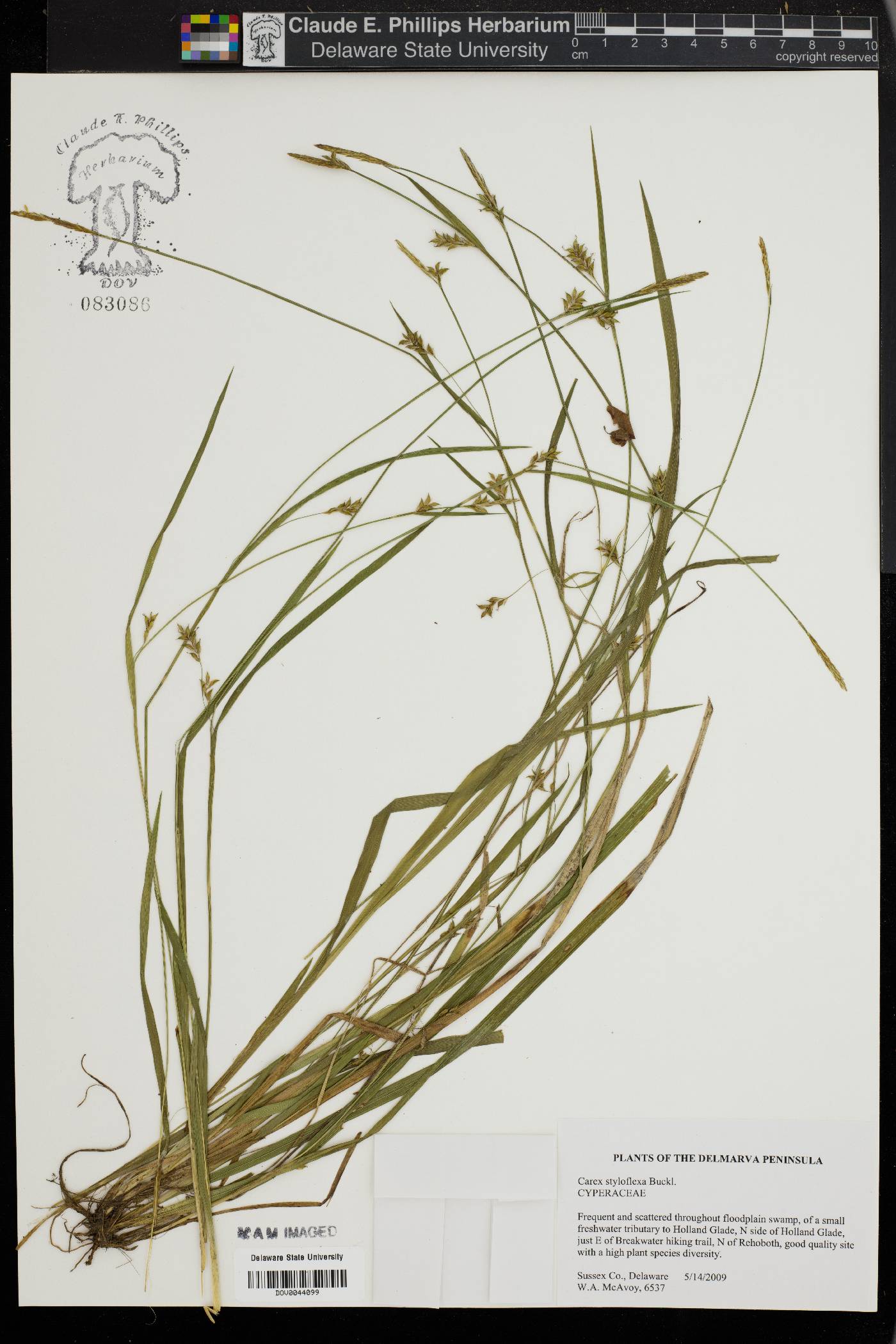 Carex styloflexa image