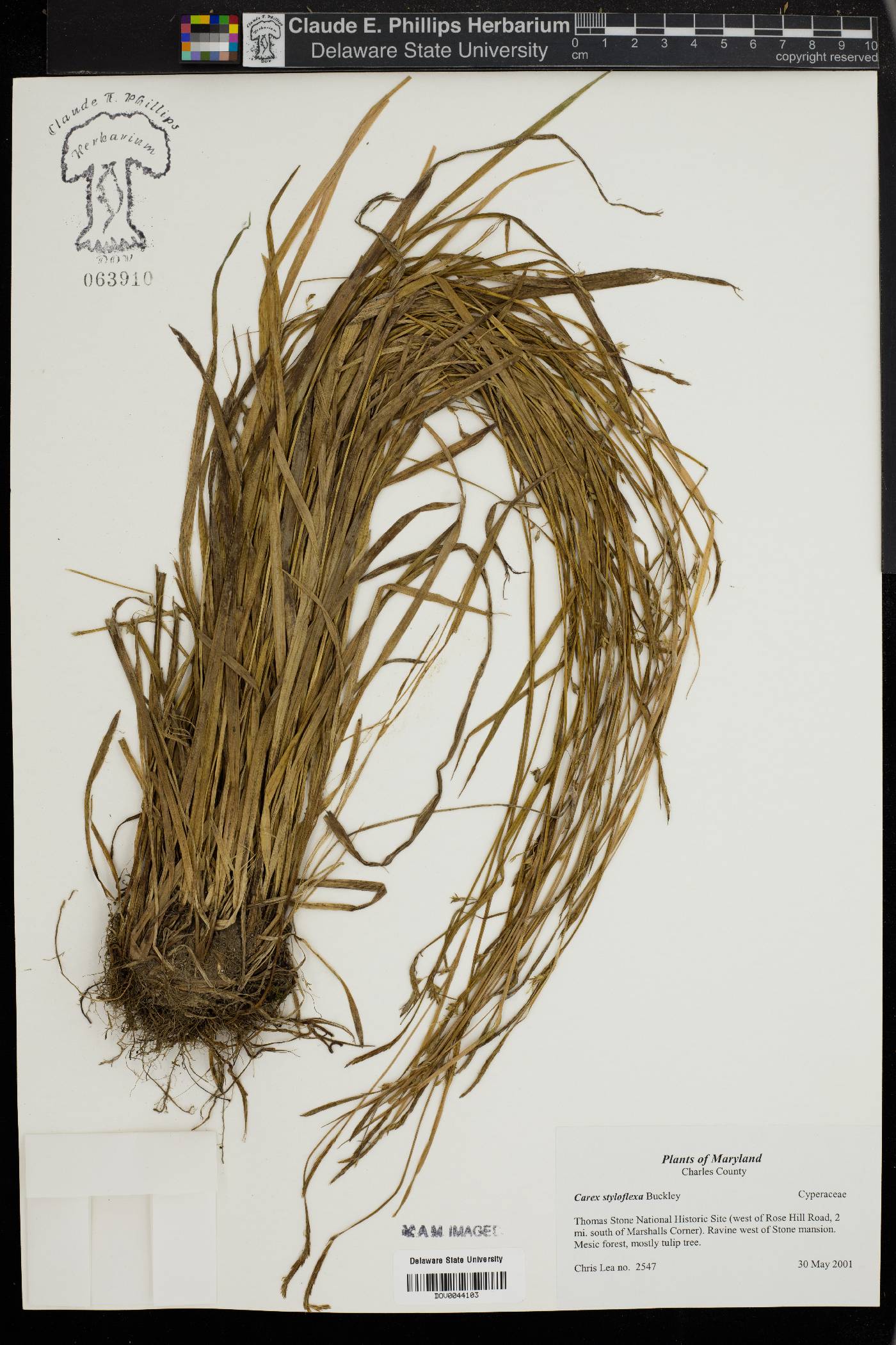 Carex styloflexa image