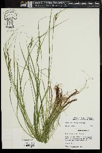 Carex swanii image