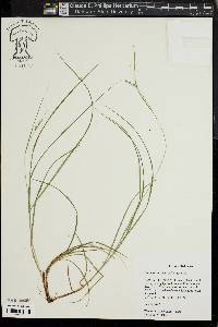 Carex swanii image