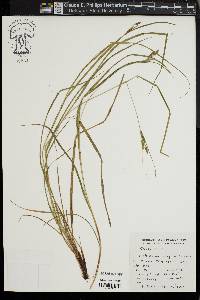 Carex swanii image