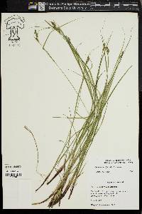 Carex swanii image