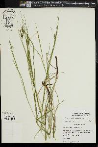 Carex swanii image