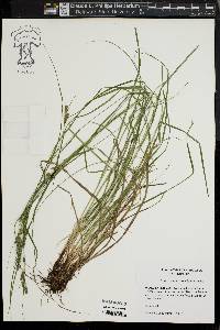 Carex swanii image