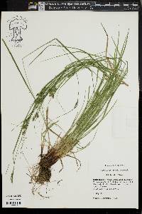 Carex swanii image