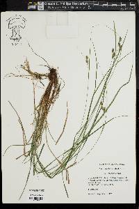 Carex swanii image