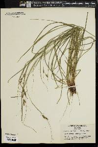 Carex swanii image