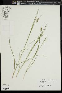 Carex swanii image