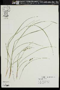 Carex swanii image