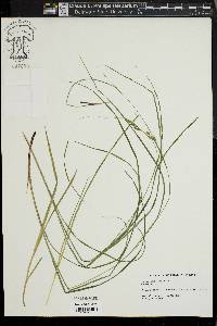 Carex swanii image