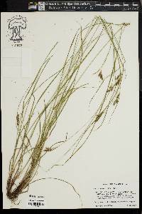 Carex swanii image