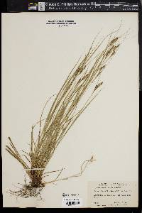 Carex swanii image