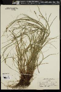 Carex swanii image