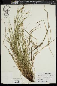 Carex swanii image