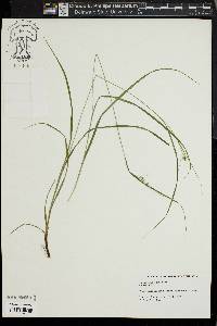 Carex swanii image