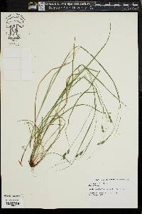 Carex swanii image