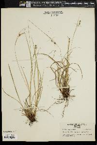 Carex swanii image