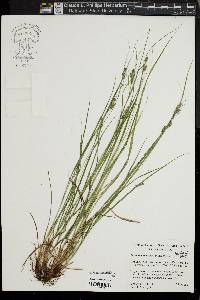 Carex swanii image