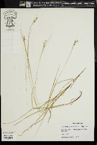 Carex swanii image