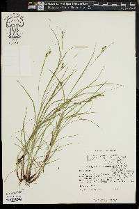 Carex swanii image