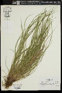 Carex swanii image