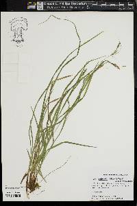 Carex swanii image