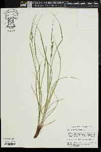 Carex swanii image