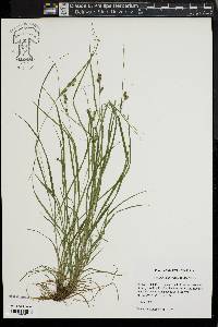 Carex swanii image