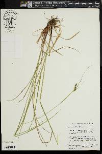 Carex swanii image