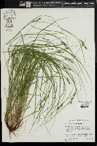 Carex swanii image