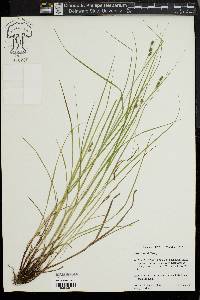 Carex swanii image