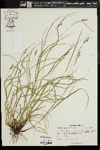 Carex swanii image