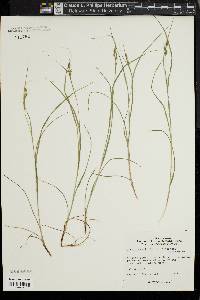 Carex swanii image